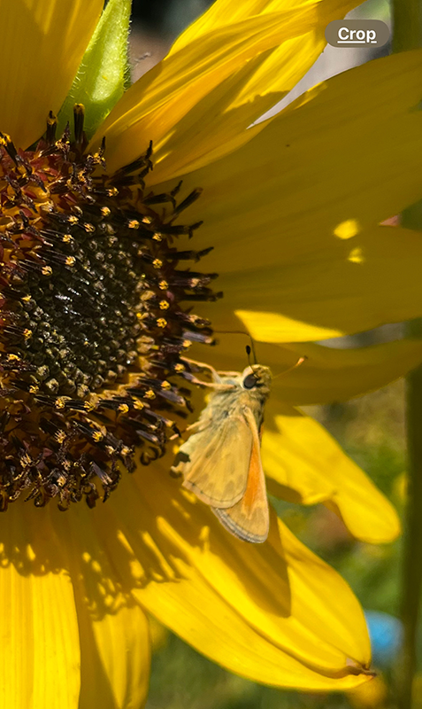 Tan colored moth on center of yellow sunflower.