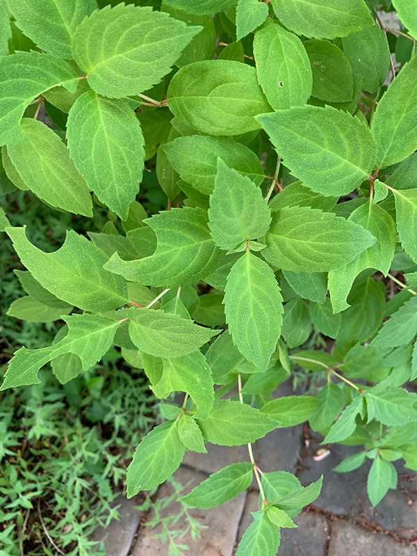 A leaf bush.