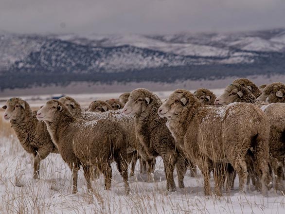 herd of sheep on rangeland