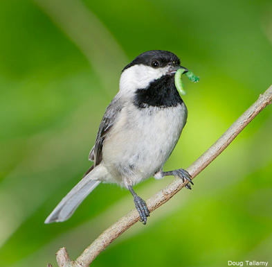 Carolina chickadee with caterpillar in its beak.