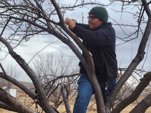 Nik in tree pruning tree. 