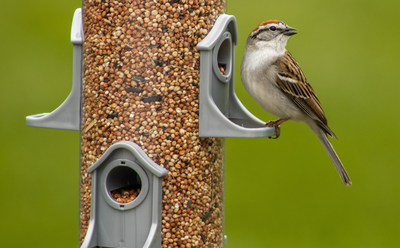 A sparrow visiting a bird feeder.