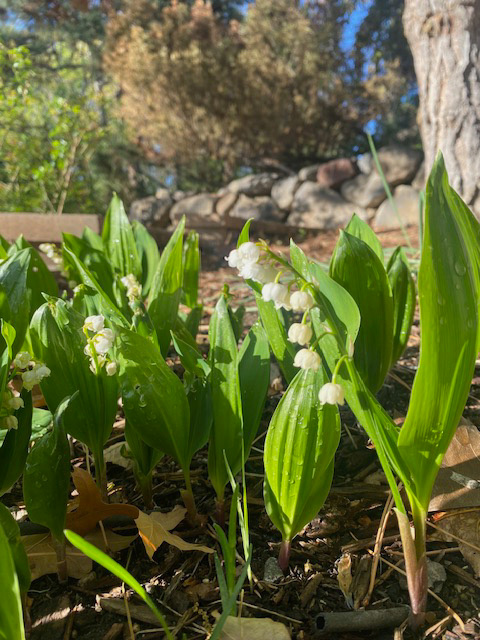 Group of plants with small white flowers and trees in the background.