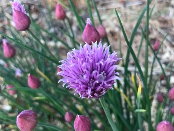 Chive Flowers