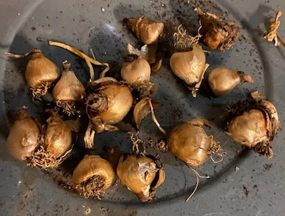 A group of brown flower bulbs.