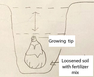 Drawing of a flower bulb that reads: growing tip, loosened soil with fertilizer mix..