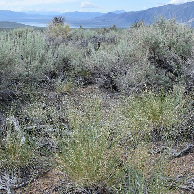 nevada rangeland