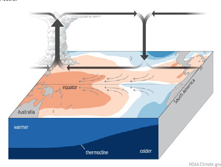 Diagram of ENSO-Neutral or average conditions across the tropical Pacific Ocean.