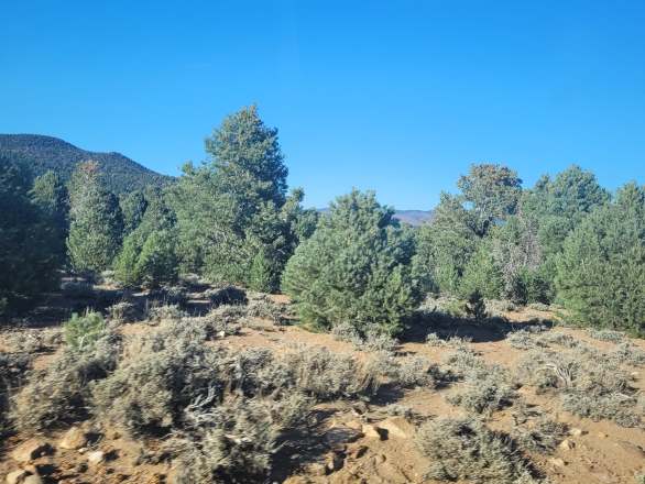 pinyon woodland