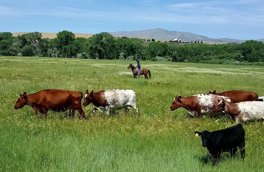 Organic Cattle