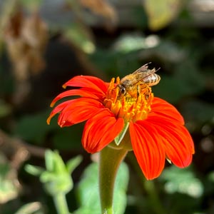 bee on a zinnia bloom