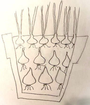 Drawing of a group of flower bulbs in a pot.