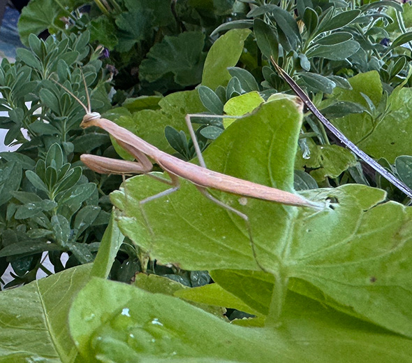 Tan colored praying mantis on large green leaves.