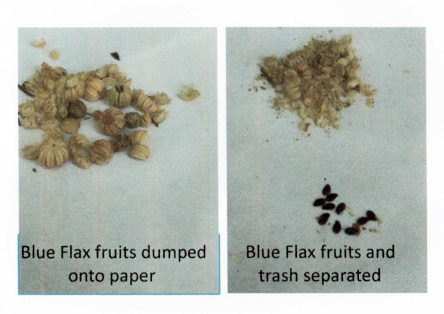 Small tan colored seeds and text that reads: blue flax fruits dumped onto paper, blue flax fruits and trash separated.