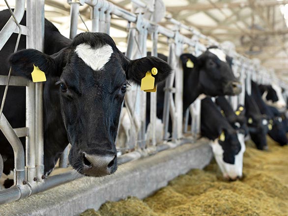 modern dairy operation cowshed