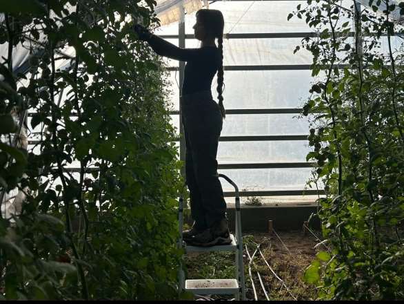 working in the hoop house picking tomatoes