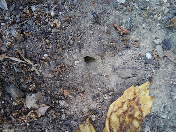 a hole in the dirt.