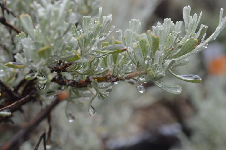 big sagebrush