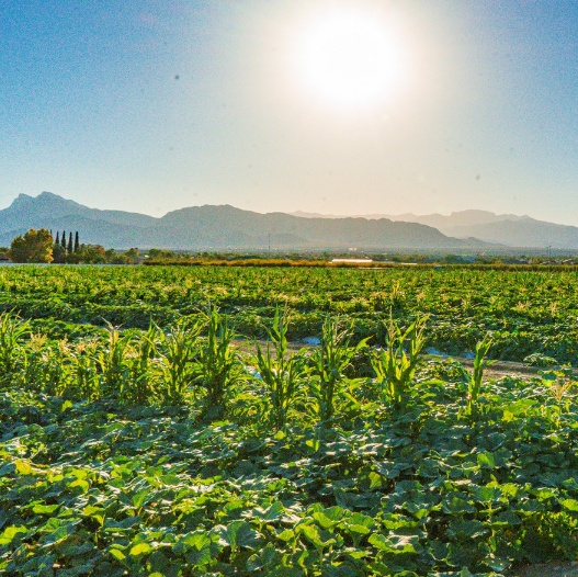 crops growing just outside of reno