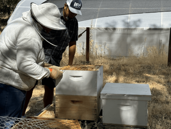 Program coordinator showing bees to someone.