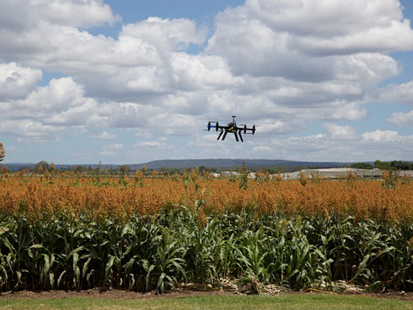 drone flying over sorghum field