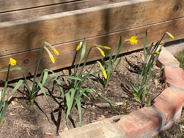 Group of young tulips surrounded by red bricks in small garden bed.