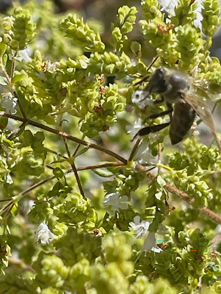 A black insect with wings on a green plant with white flowers.