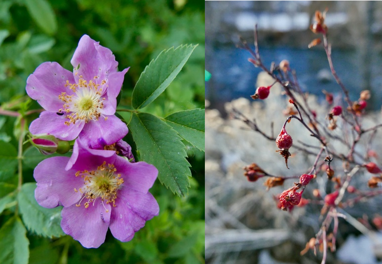 A native rose flower in the summer (left) and covered in hips during the winter (right).