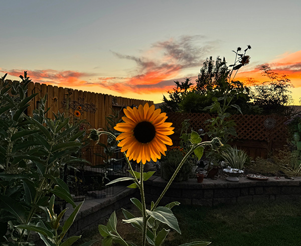 Yellow sunflower in a garden with sunset in the background.