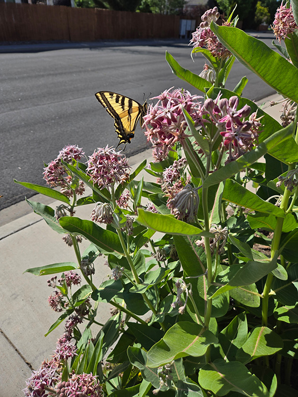 Yellow and black butterfly on green bush with pink flowers.