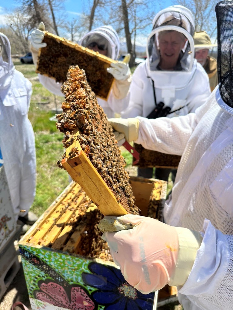 Checking bee hives