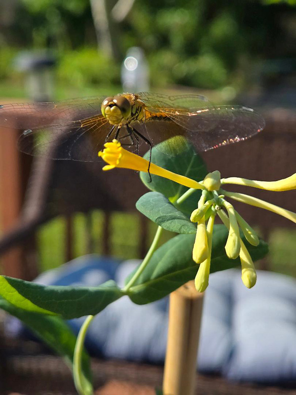 A see through dragon fly on a yellowish green plant.