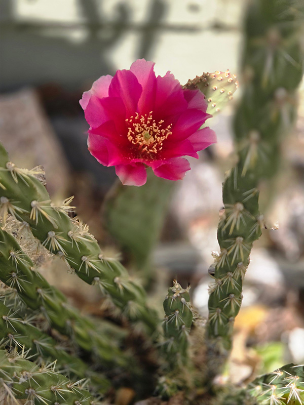 Pink colored flower on a cactus.