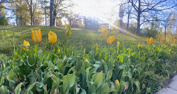 Trees and grass landscape behind a group of yellow tulips.