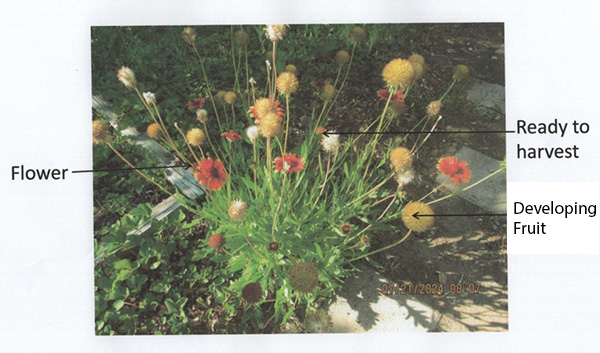 red and yellow flowers with text that reads: flower on the left, developing fruit and ready to harvest on the right. 