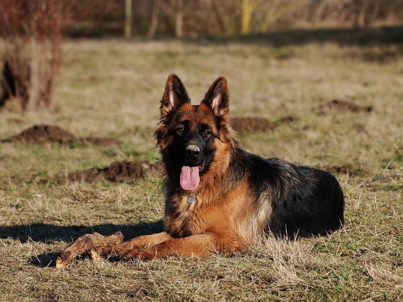 German shepherd dog in a yard.