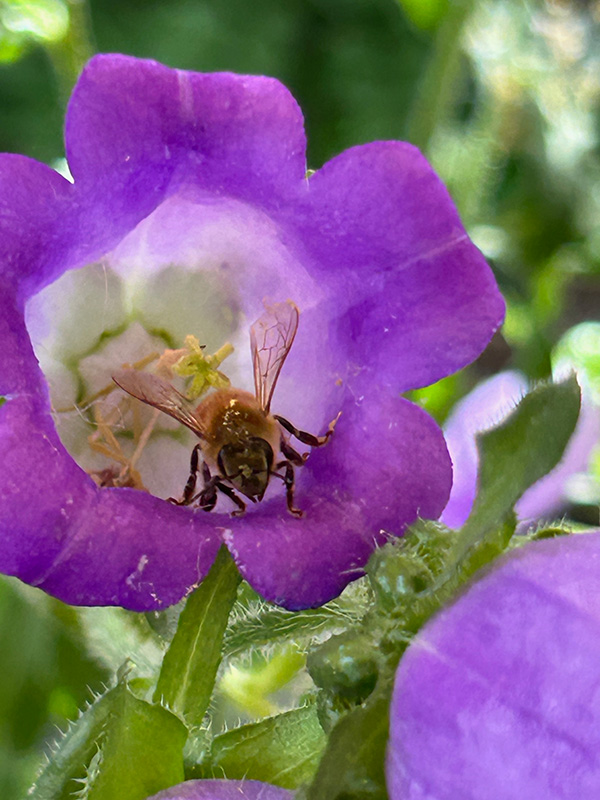 A bee inside a purple flower.