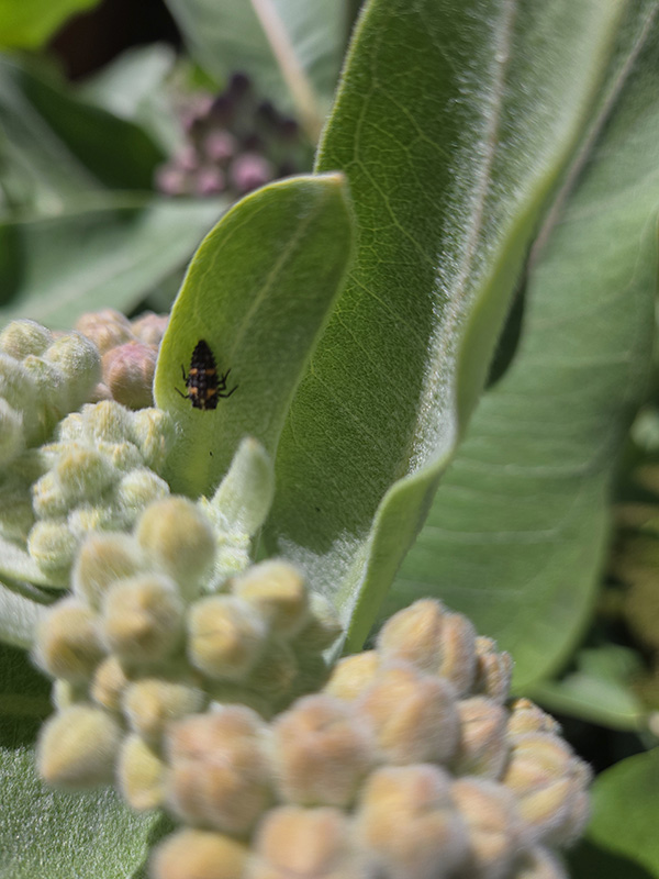 Small black and yellow beetle on a leaf with small white buds.