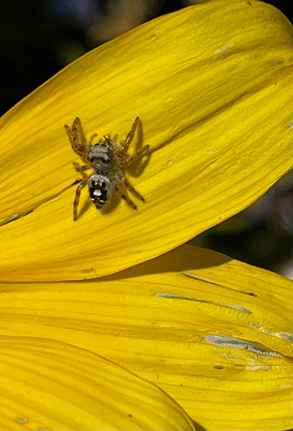 Small brownish black spider on yellow petals.