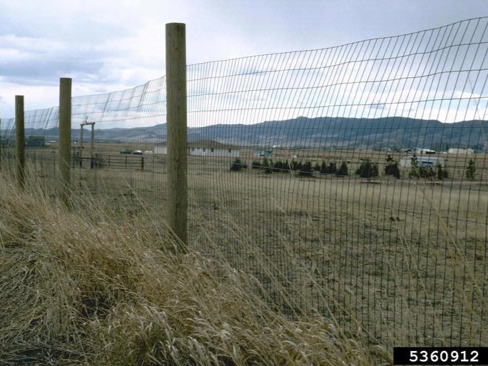 Deer fencing alongside a pasture.