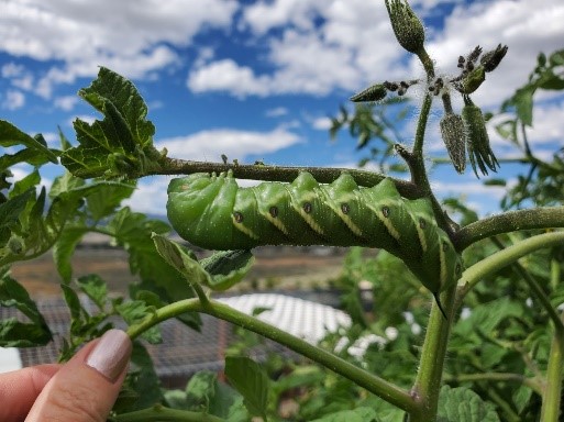 horizontal image of hornworm