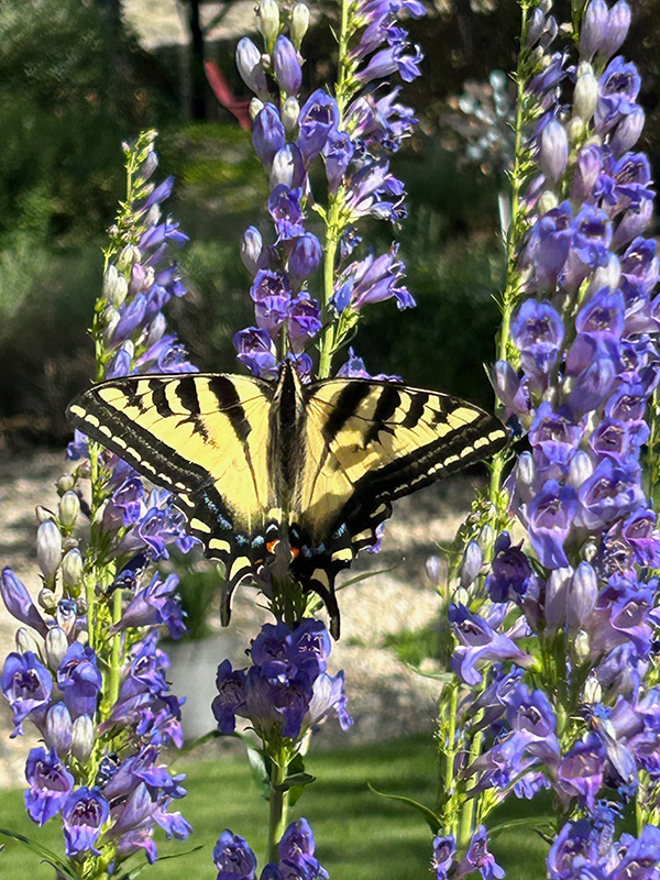 Yellow and black butterfly on purple tall flowers.