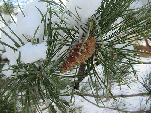 A pinecone on a pine tree branch with green pine needles and snow in the background.