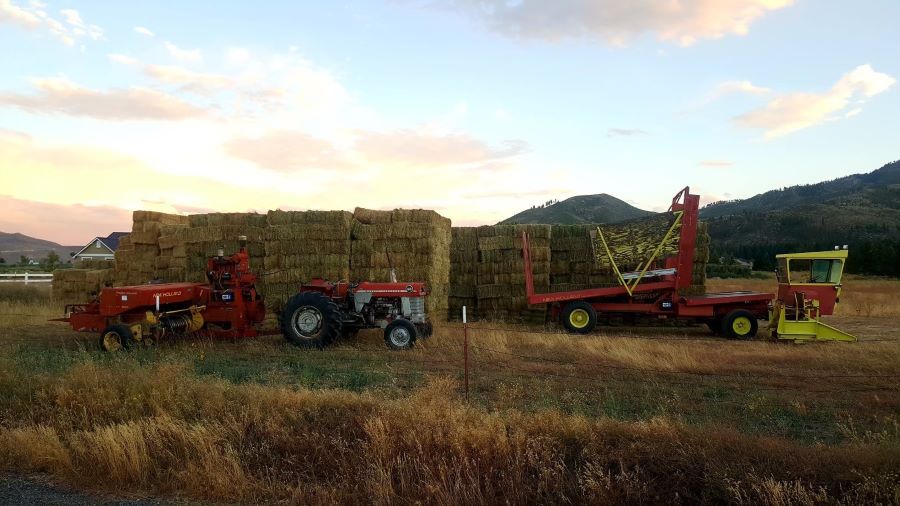 Organic Hay