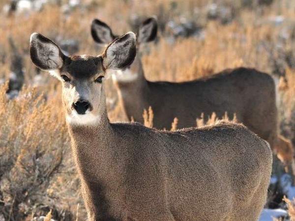 Mule deer in their winter habitat