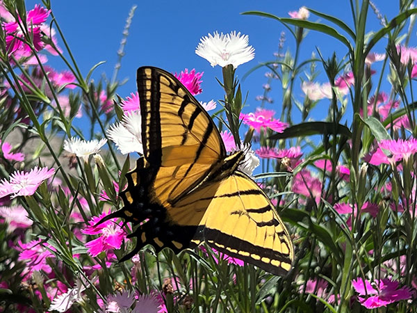 Yellow butterfly on pink and white flowers among green grass.