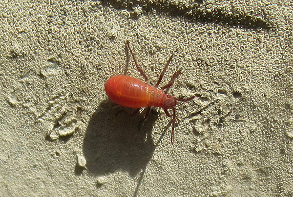 Red beetle.