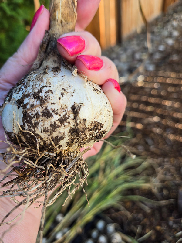 A hand holding large garlic bulb with dirt on it.