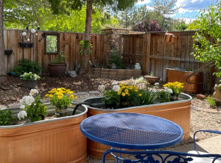 raised garden beds with yellow flowers and black metal table.