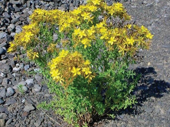 Common St Johnswort plant with yellow petals that often have tiny black dots around the edges; many stamens; clustered at tips of branches